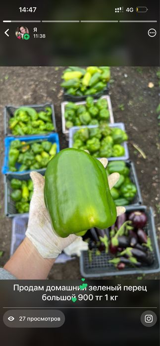 Продам перец домашний сочный зеленый