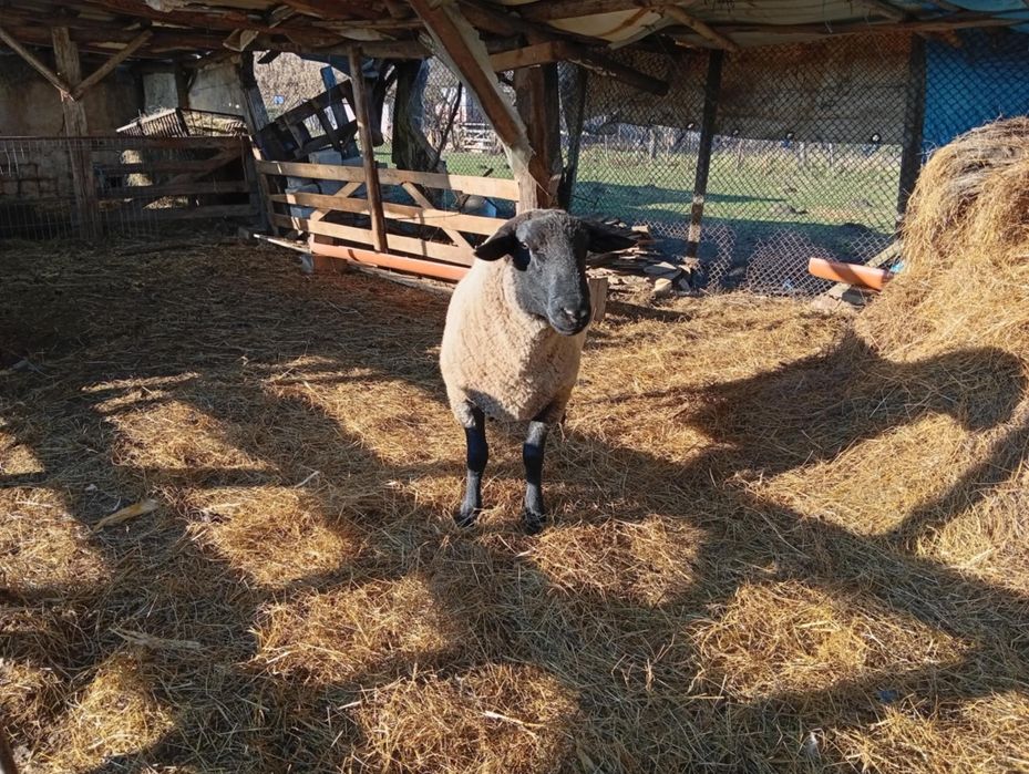 De vânzare berbec suffolk