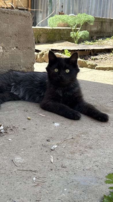 Котенок, пол года