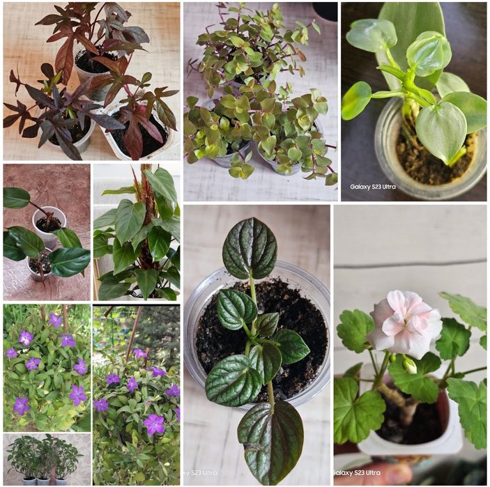 Неприхотливые комнатные цветы