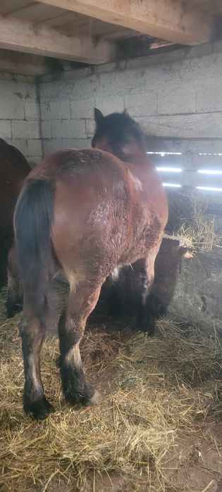 Manz de vanzare  din cai semigrei