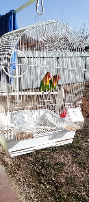 Продам папугаечиков