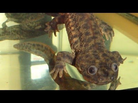 Продам  - тритон испанский