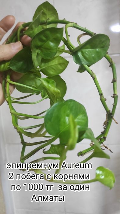 Цветы комнатные адаптированные