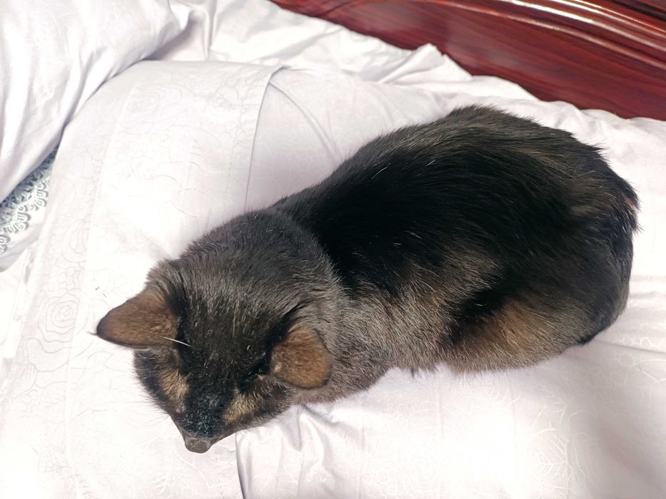 Кошка стерилизованная, умная, чистая