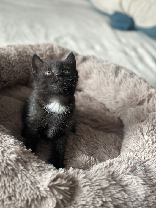 Котята шотландской кошки