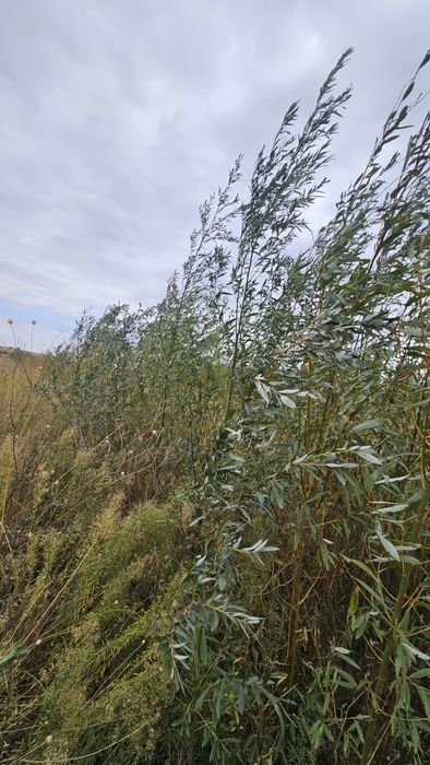 Salcie / Plop cu radacina nuda