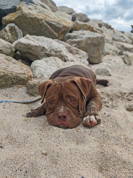 Mascul American Bully