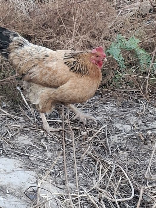Срочно продаётся  куры