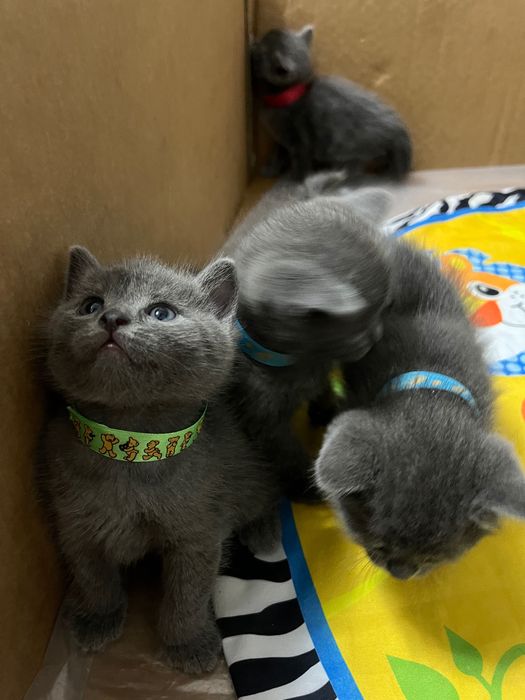 Британские котята