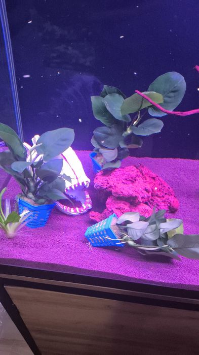 Анубиас Бартера.