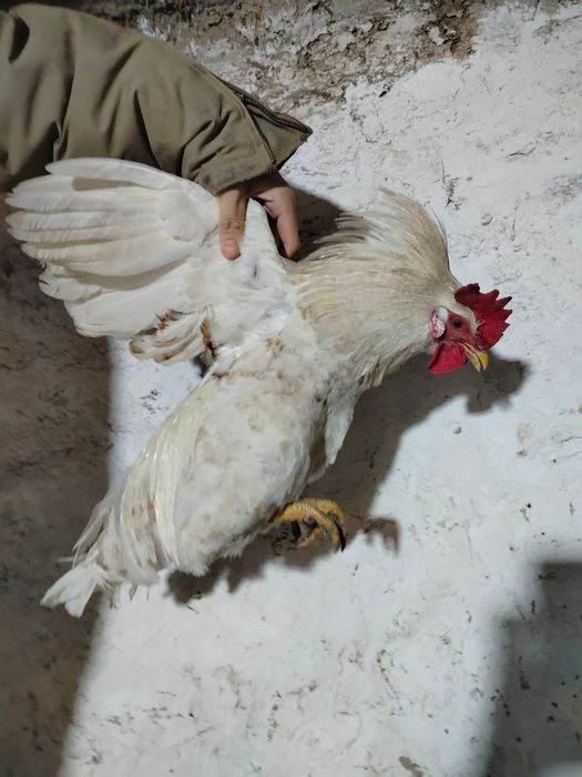 Продам петухов породы Адлер