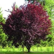 corcodus rosu si plante decorative