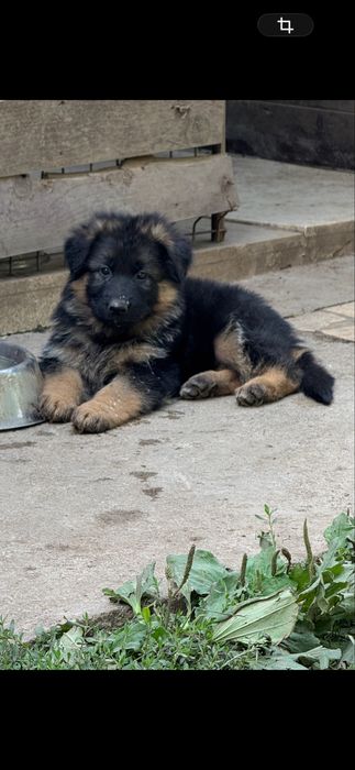 Ciobanesc German păr lung