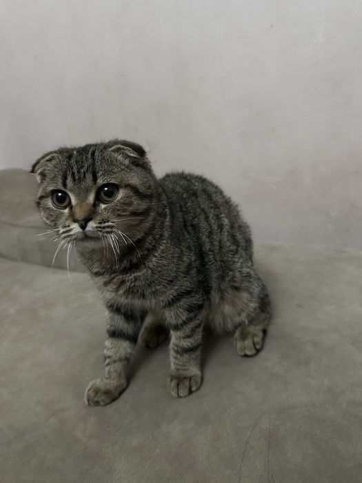 Продается кошка