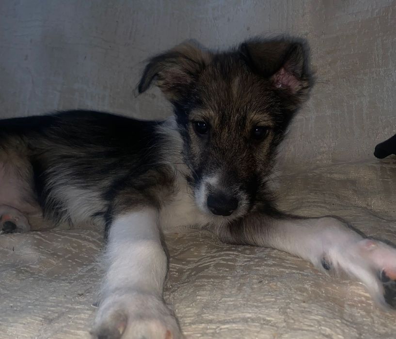 Привиты и проглистогонены щенятки