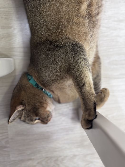 Вязка кота СРОЧНО!!!