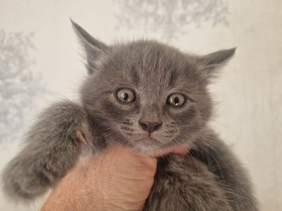 Умные котята в ХОРОШИЕ РУКИ