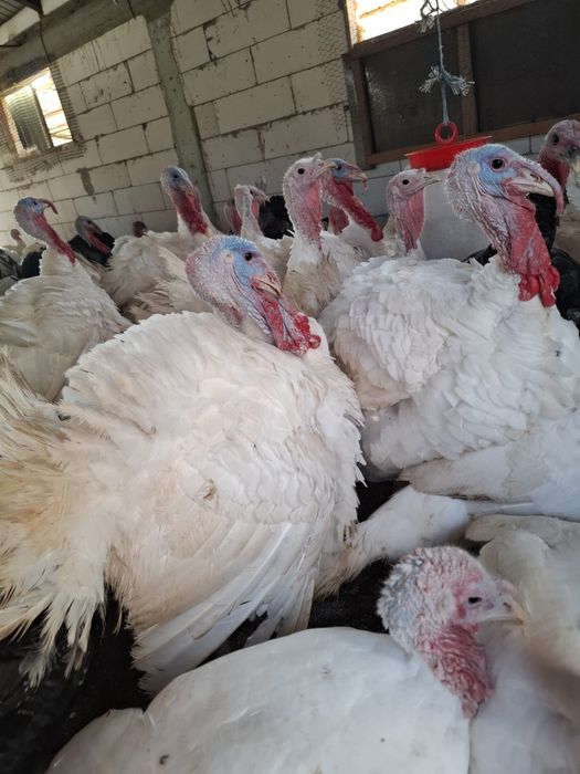 Vând curci, curcani bio și pui de rasă mixtă!!