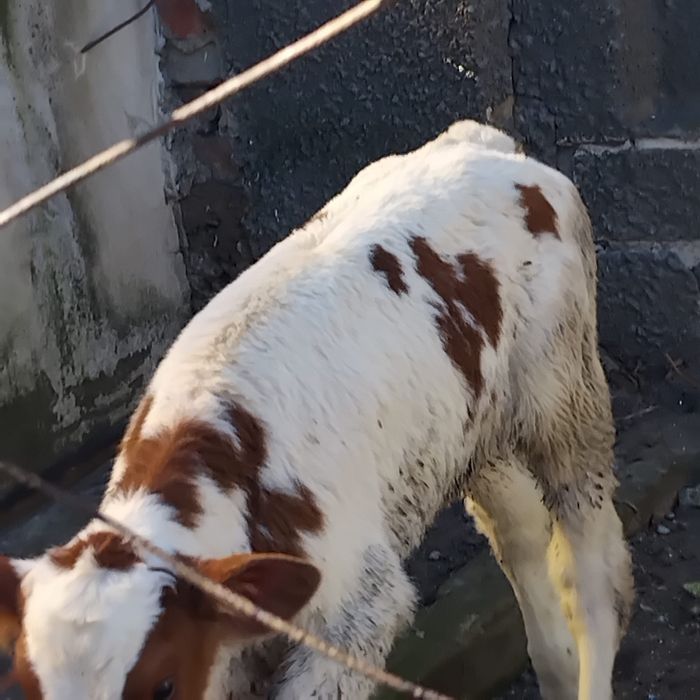 Vând vitea bălțată