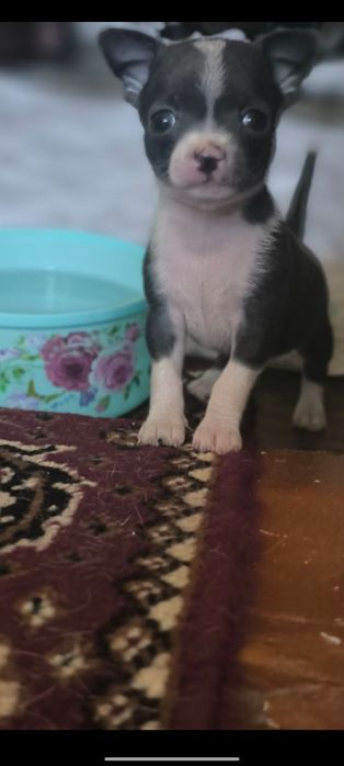 Продаются мини чихуахуа