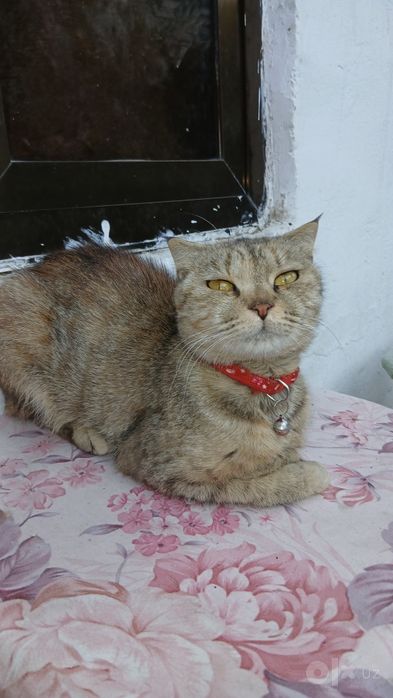 Кошка в добрые руки