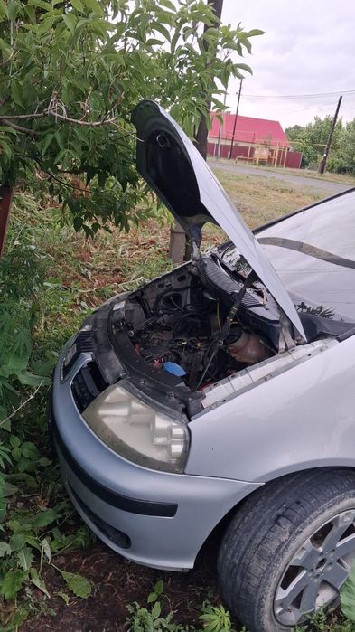Продам Сият альхабра
