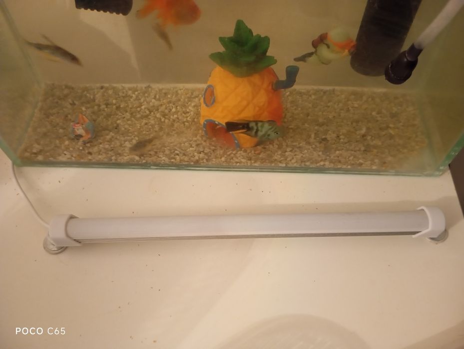 Аквариум заттар,тамактарымен