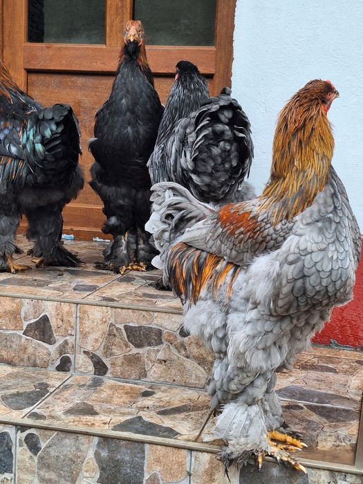 Cocoși Brahma  tineri