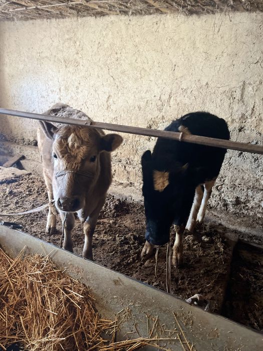 Теоенок оба один год