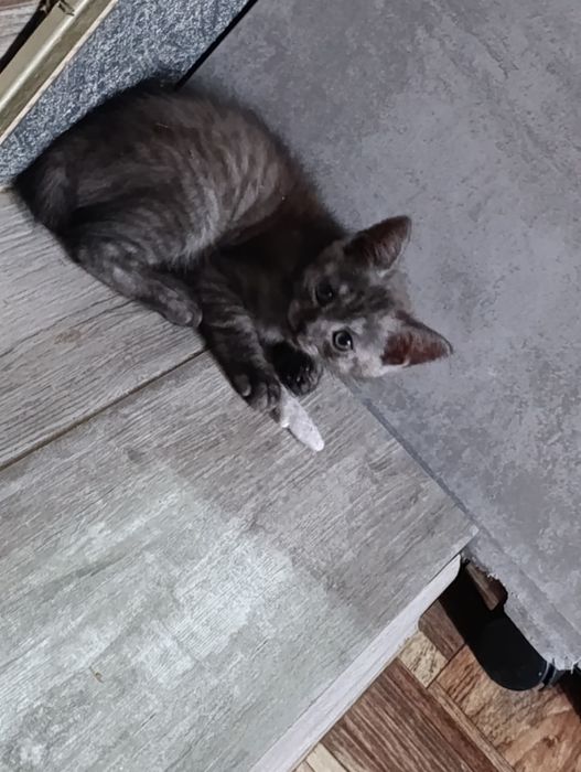 Британские котята