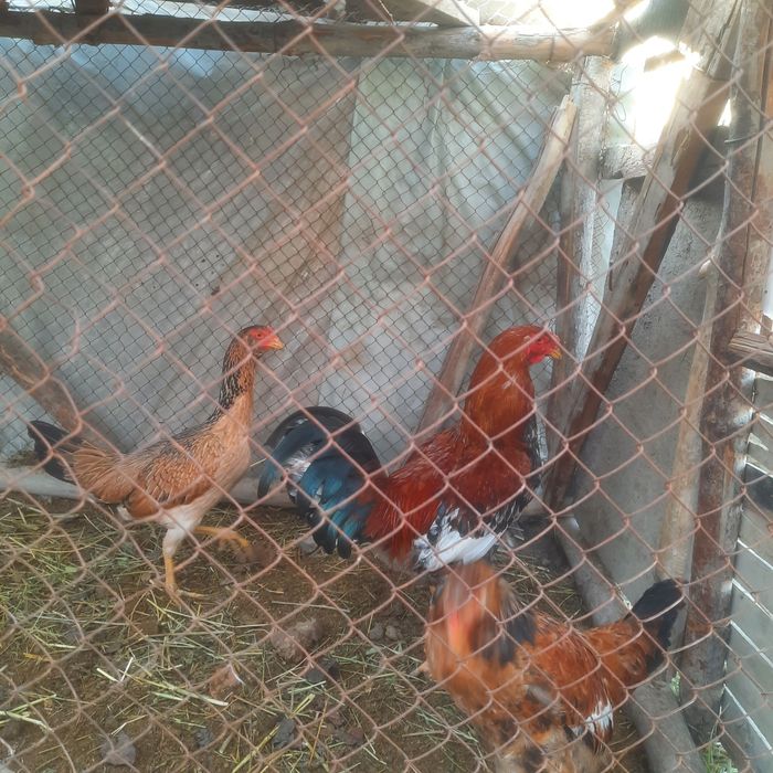 Товуклар сотилади