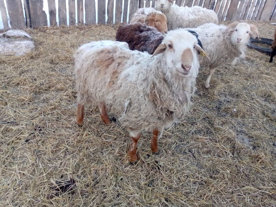 Продам баран 10 головы