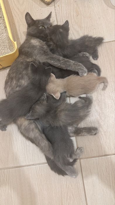 Отдам котят в добрые руки!