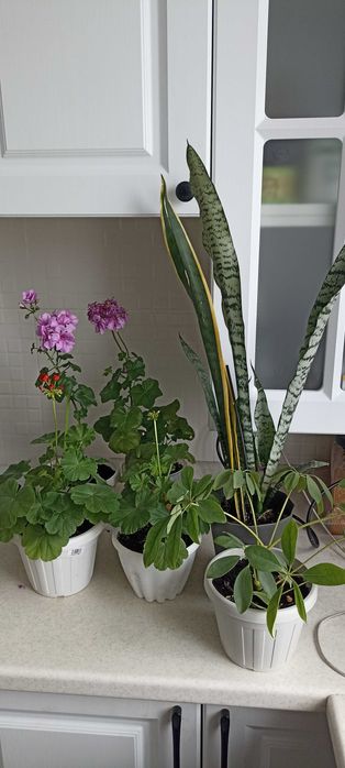 разные цветы от 1000 тенге