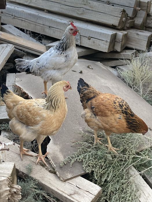 Көлікте жүріп келе жатқан бейтаныс адамның мастурбациясы