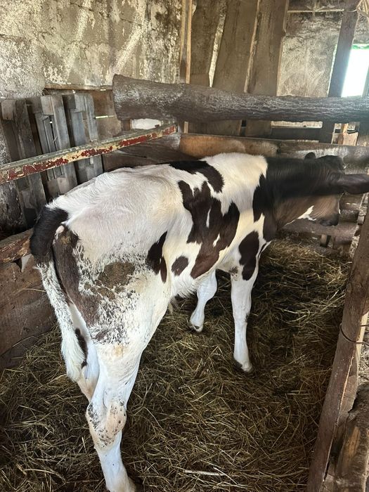 Vând vițel de 2 luni