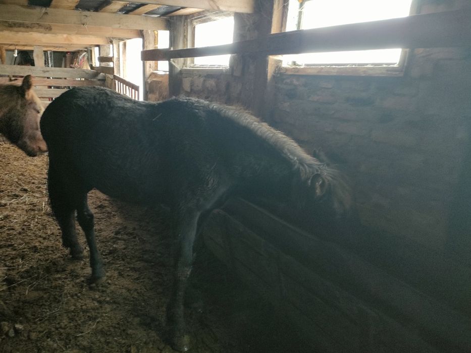 Продам молодых жеребцов