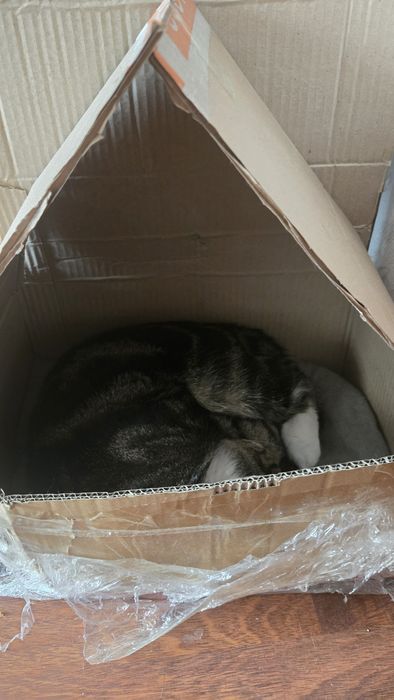 Отдам кота в хорошие руки