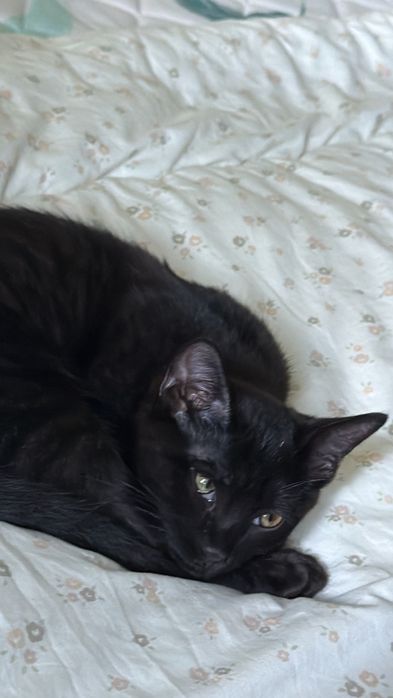 Котенок 2 месяца