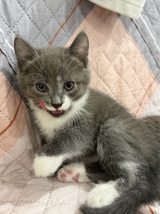 Отдам котят. Возраст 2 месяца