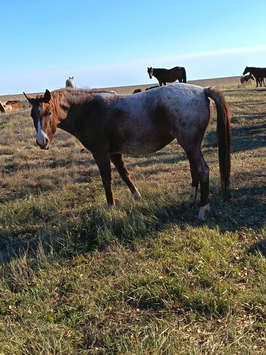 Продам хорошего Жеребца