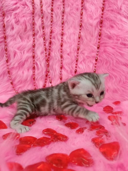 Продам котят девочек шотландка+бенгал