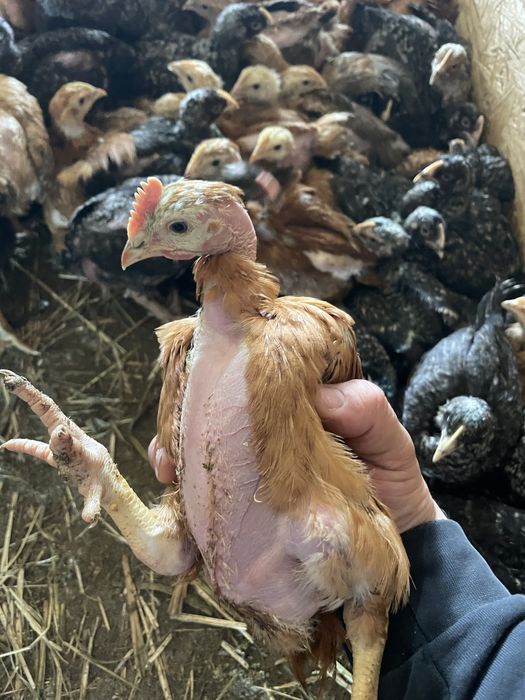 Pui de rasa mixta kabir porumbac gat golas