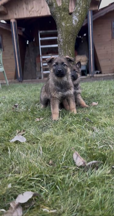 Чистокръвни Немски Овчарки