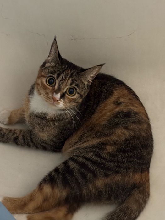 Кошка в добрые руки бесплатно