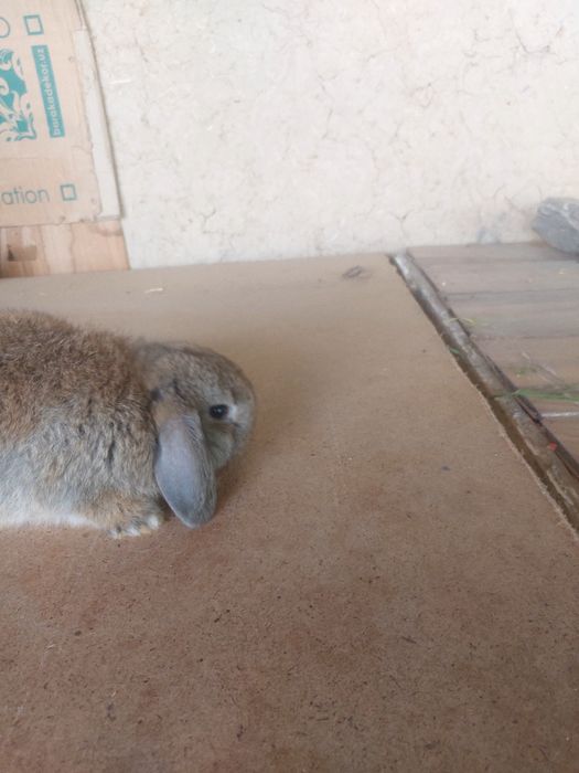 Quyonlar karlik baran 1,5 oylik yeb ichishi zor 100 %emlangan