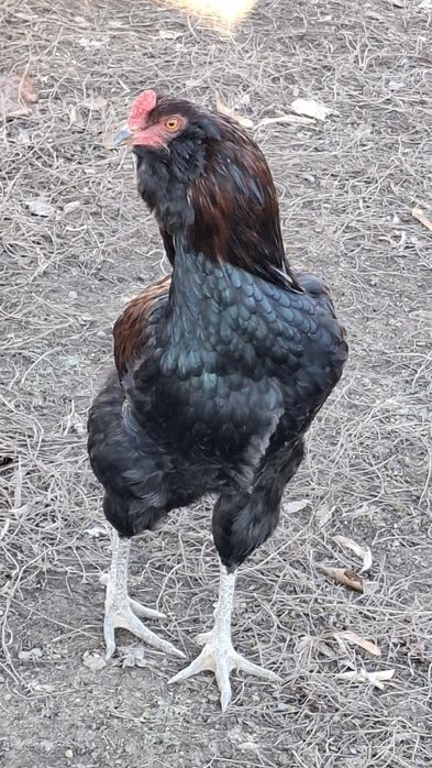 Araucana potarnichiu salbatic.