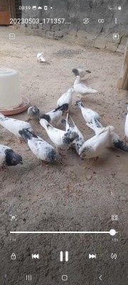 Продаётся голуби пакистанские
