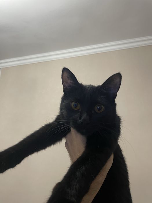Отдадим котенка 4мес